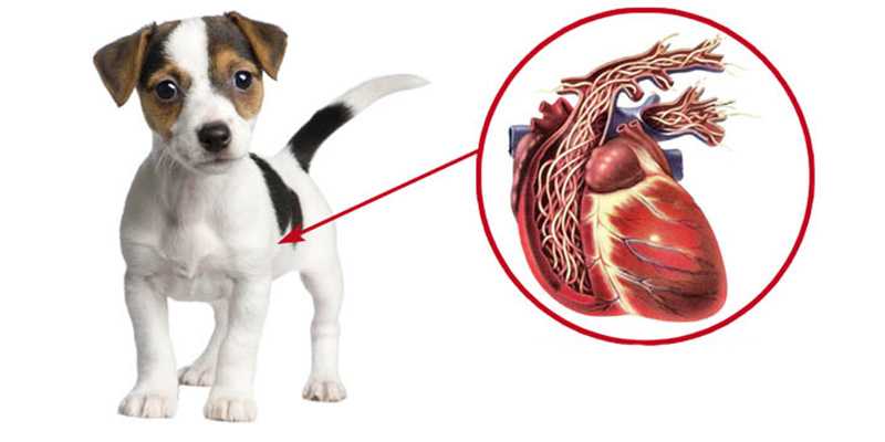 Симптомы болезни сердца у собак