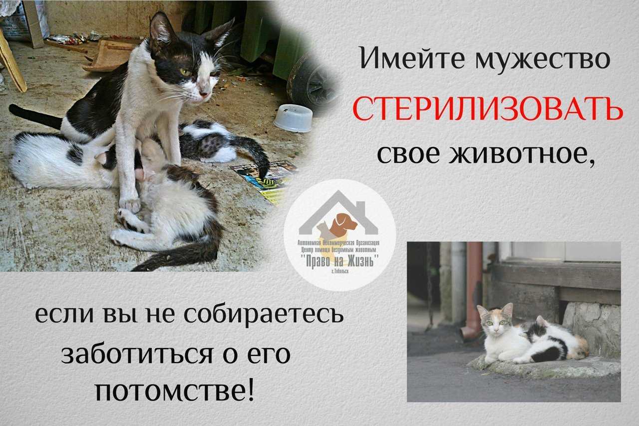 Как подготовить кошку к стерилизации: советы ветеринара. когда можно стерилизовать кошку - animallist.ru