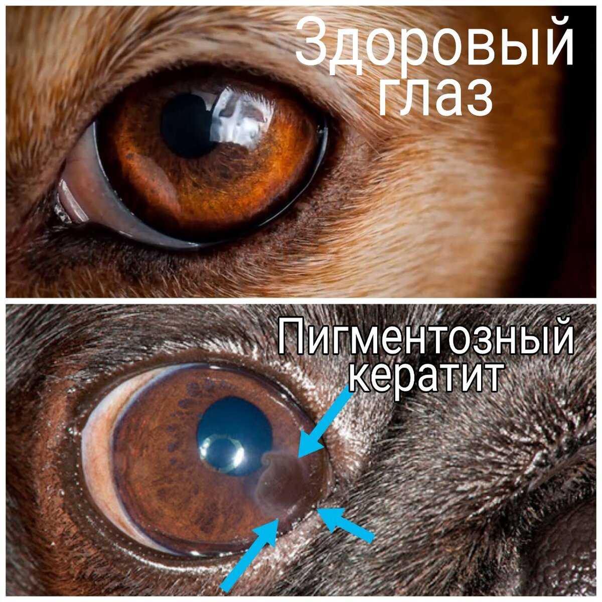 Коричневые выделения у собаки из глаз: причины, симптомы, лечение