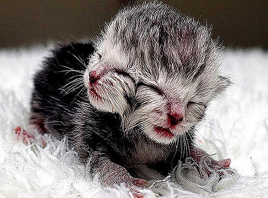 Когда у новорожденных котят открываются глаза?