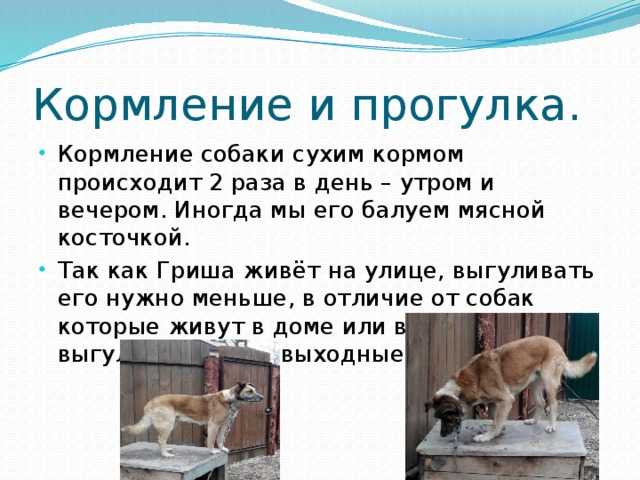 Можно ли собакам гулять после прививки: особенности вакцинации щенков и взрослых псов