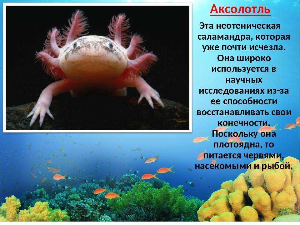 Это удивительное явление, но объяснимое, секрет состоит в том, что у аксолотля половая зрелость наступает еще в детстве Стоит отметить, что ткани аксолотля не очень хорошо реагируют на гормон, который выделяет щитовидная железа
