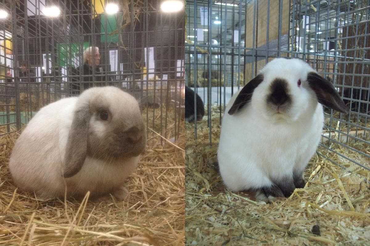 Особенности породы кроликов французский баран