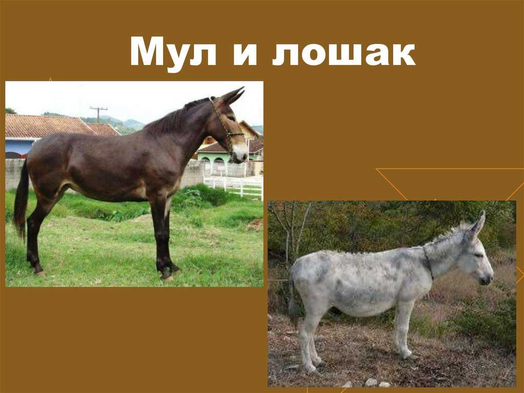 Мулы