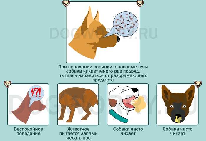 Обратное чихание напоминает процесс чихания, только во внутрь Животное судорожно старается вдохнуть поток воздуха, не выдыхая его как при обычном акте чихания