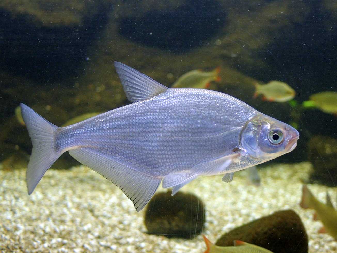 ✅ белоглазка - fishingopt.su