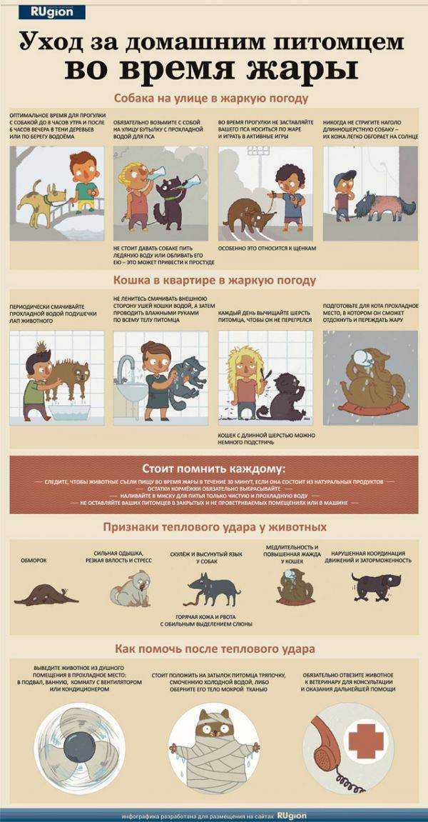 Тепловой удар у собаки - что делать: симптомы и первая помощь