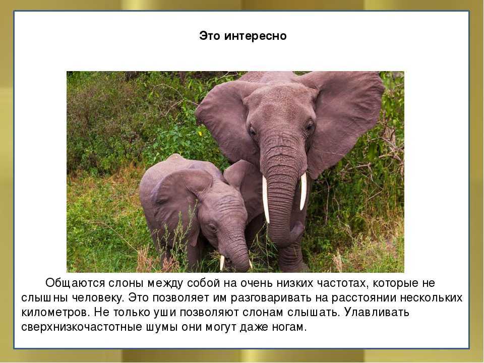 Африканский слон – самое крупной наземное млекопитающие.:::слон африканский. сайт о животных. pilife