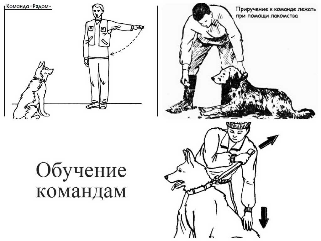 8 903 524 70 30 курс окд   или  общий курс дрессировки   и  послушания собак - "кц элита"