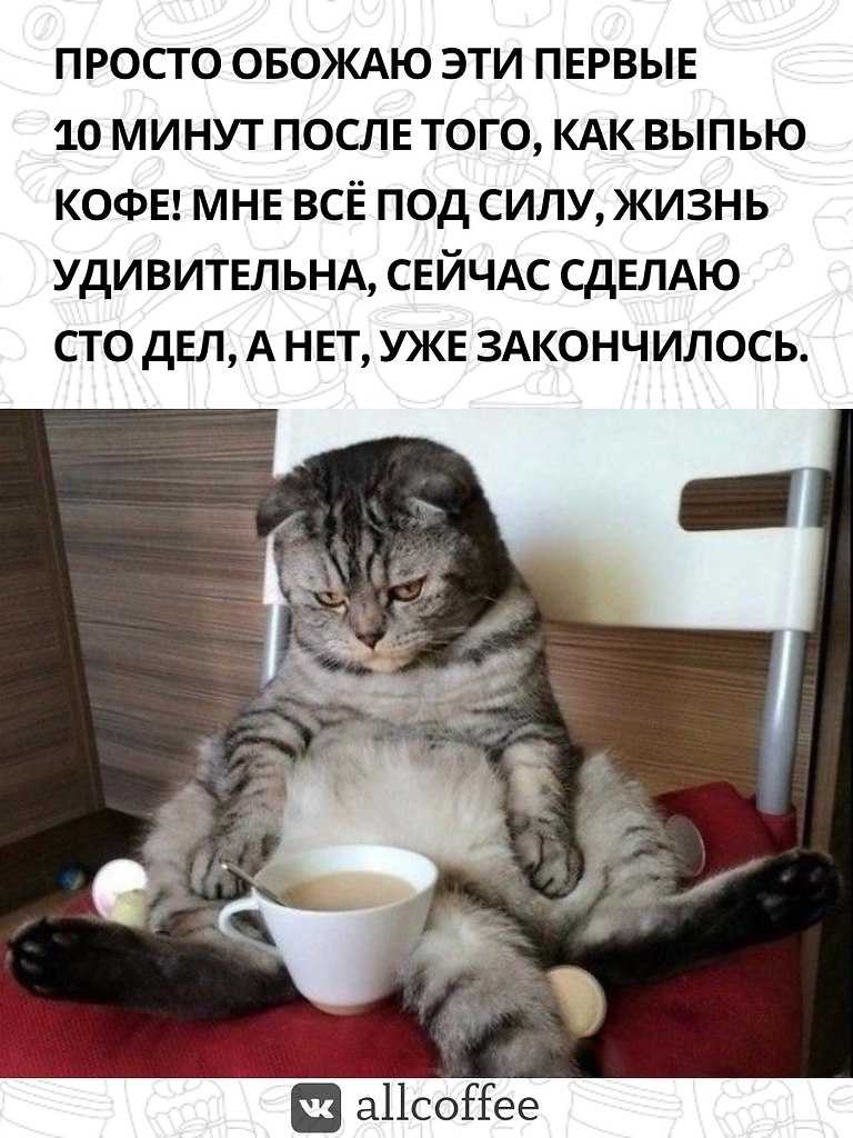 Виды и способы стерилизации кошек: плюсы и минусы каждого