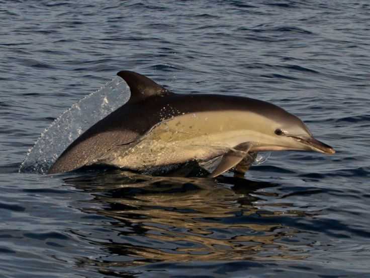 Сообщение о дельфине белобочке