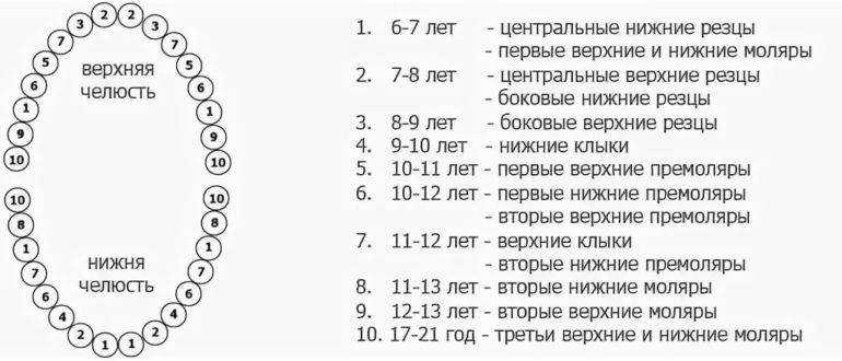 Смена зубов у кошек, какие могут быть осложнения? | дети фауны