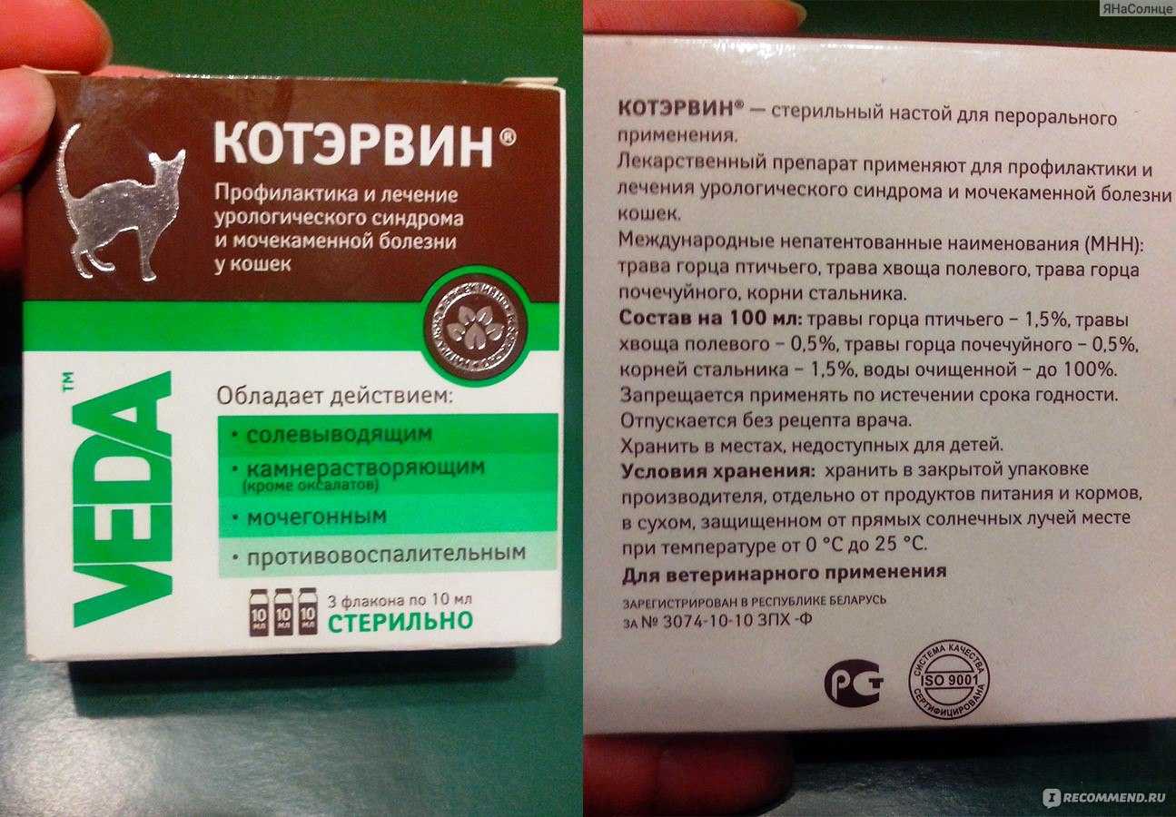 Калицивироз у кошек симптомы и схема лечения, лучший антибиотик, как протекает болезнь