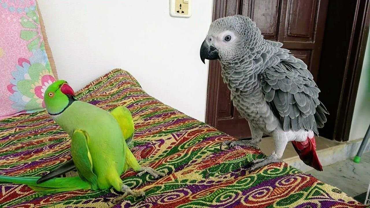 Самый умный попугай в мире: какая порода обладает более высоким интеллектом?