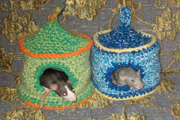 Как обустроить домик для декоративной крысы? - ростки жизни