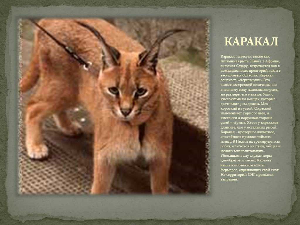 Каракал (пустынная рысь): 70 фото, описание, окрас, характер, стандарт породы