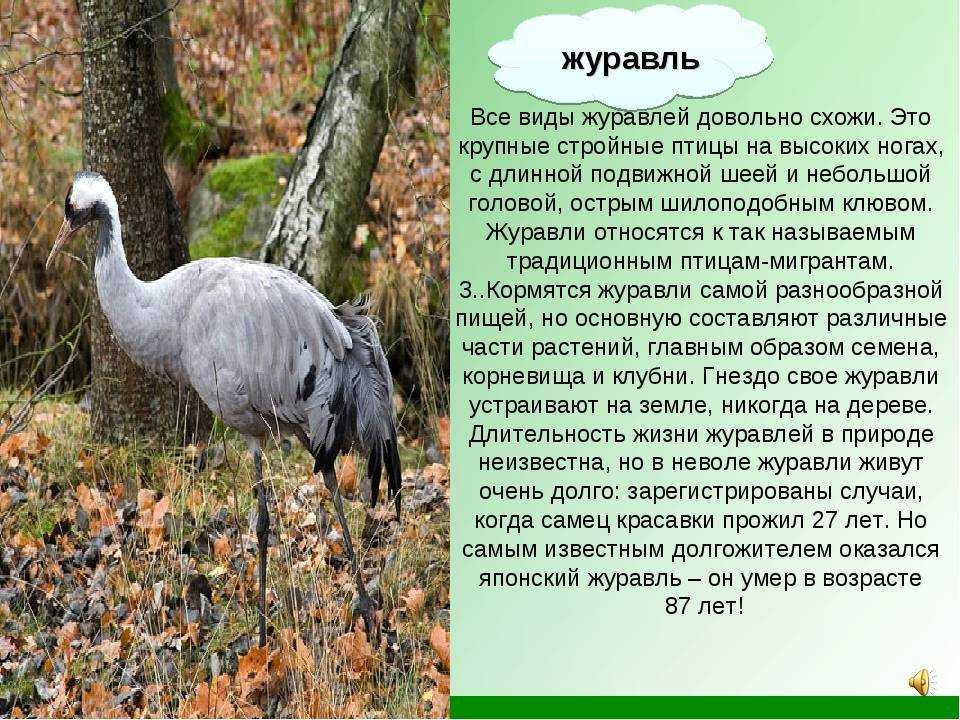 Дрофа: внешний вид, чем питается, ареал, гнездование, фото, видео