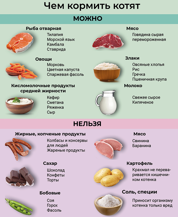 Как кормить котенка?