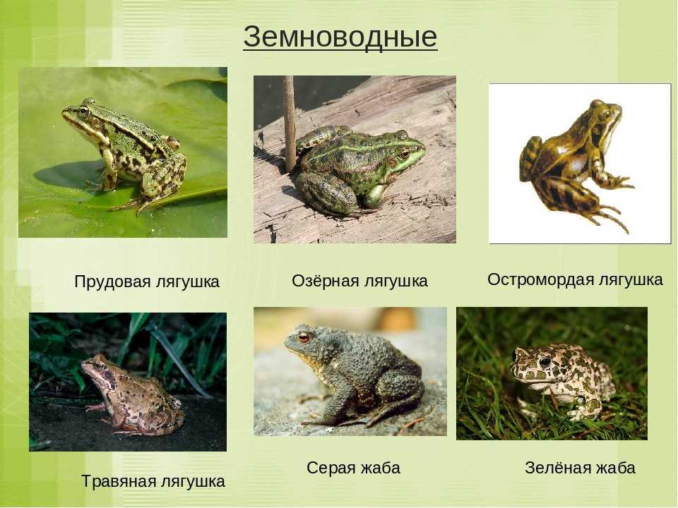 Шпорцевая лягушка: среда обитания и содержание в аквариуме
шпорцевая лягушка: среда обитания и содержание в аквариуме