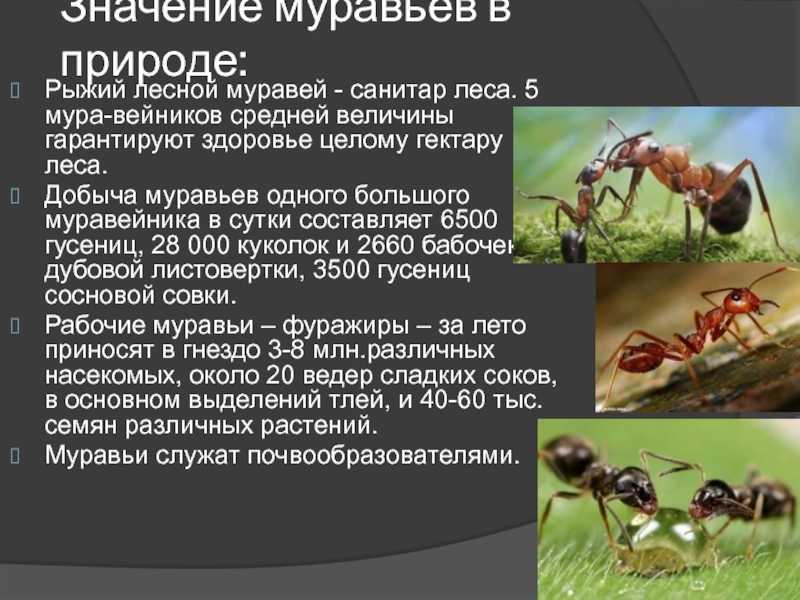 Самые распространенные виды лесных муравьев