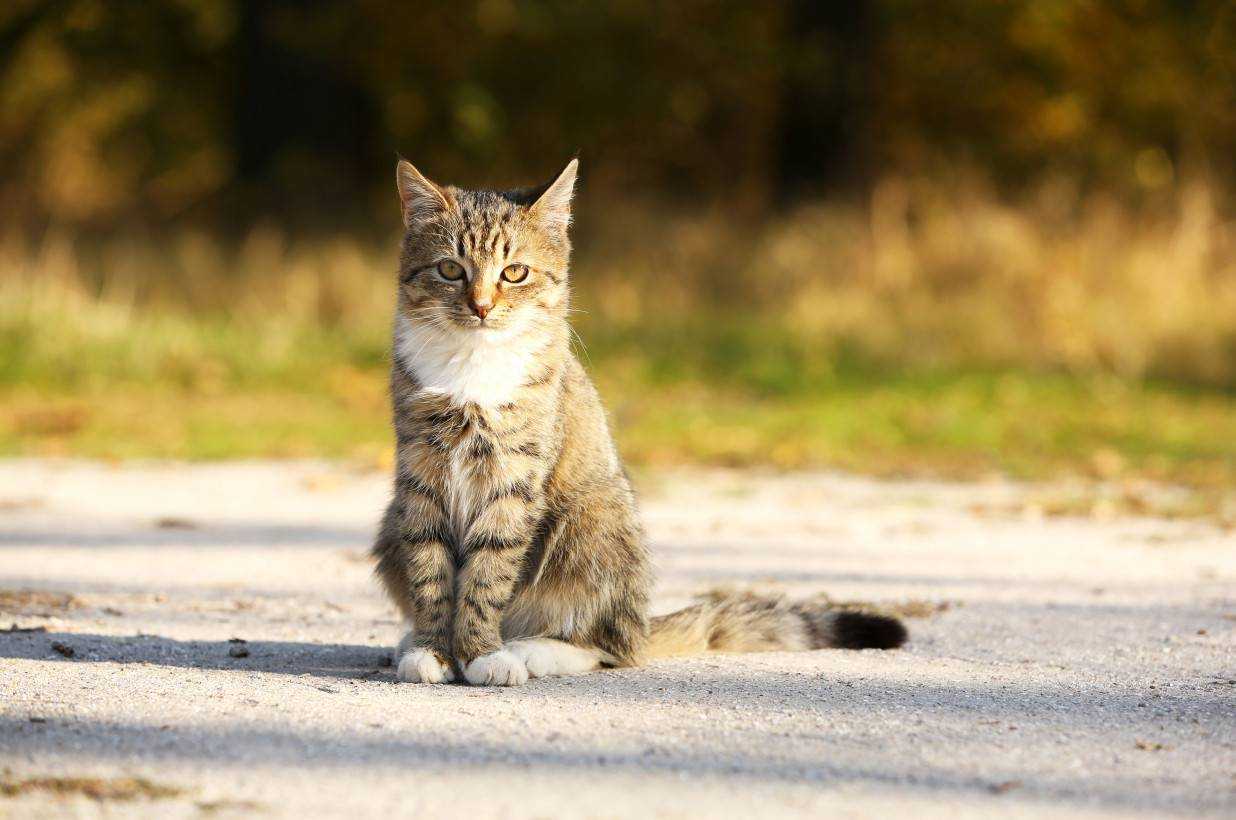 Как кошки находят дорогу домой