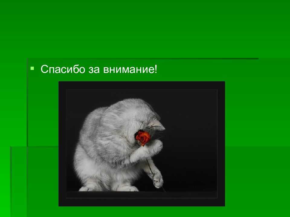 Сопли у кошки: основные причины насморка и чем лечить симптомы ринита в домашних условиях