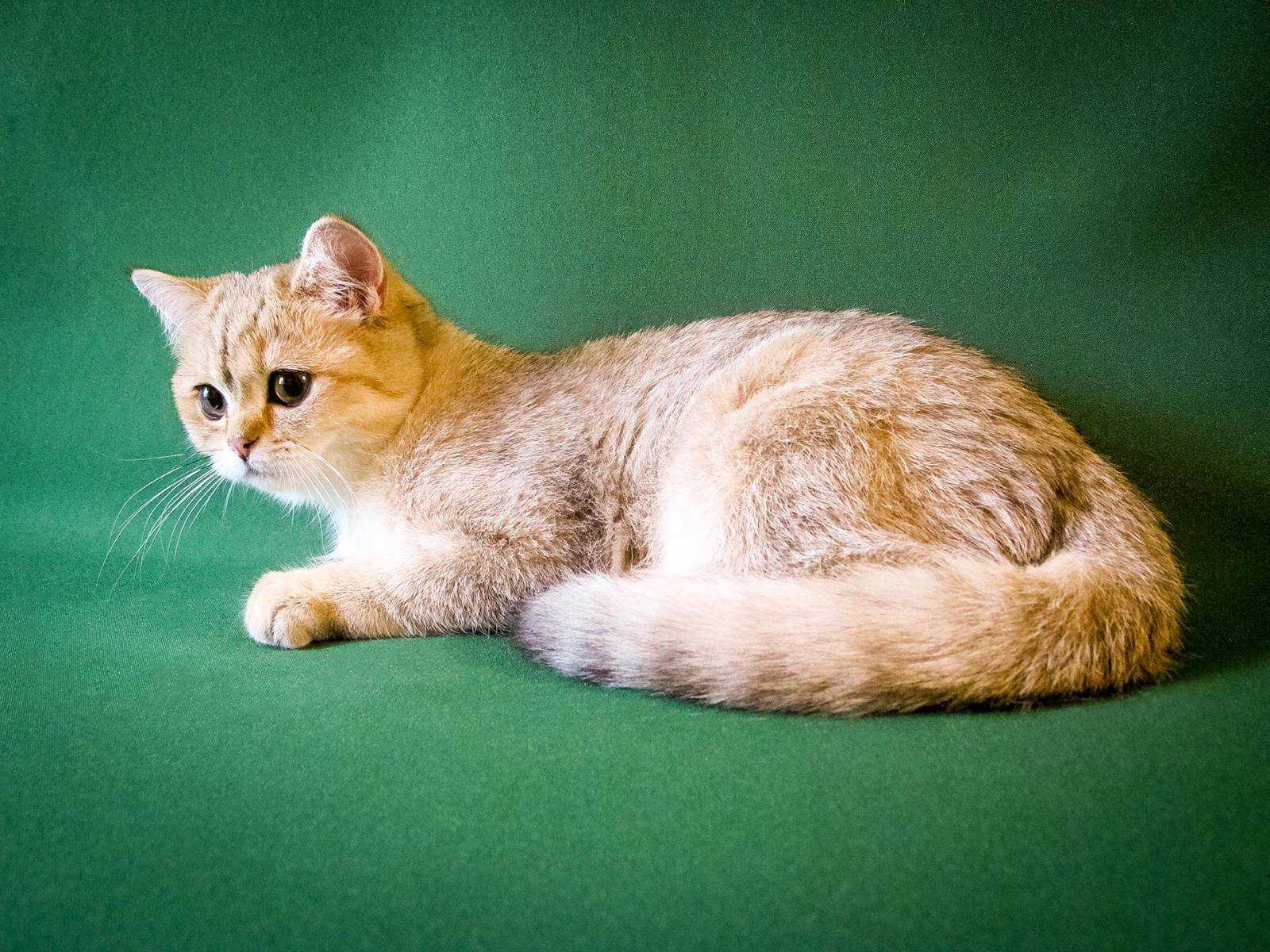 Короткошерстные породы кошек - названия и фото (каталог)