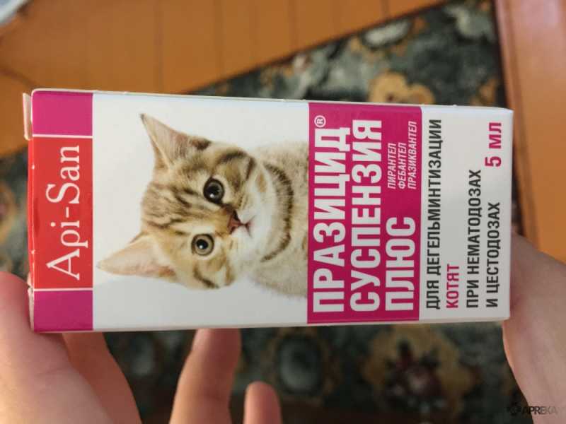 Как давать паразител кошкам?