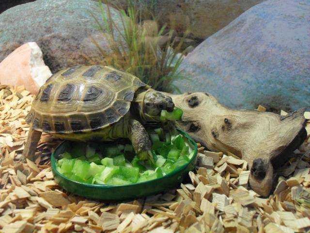 Виды домашней черепахи