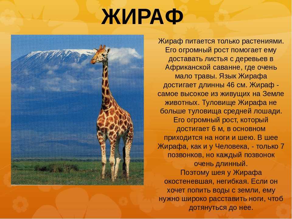 Животные в цифрах от 0 до 1 - страна мам