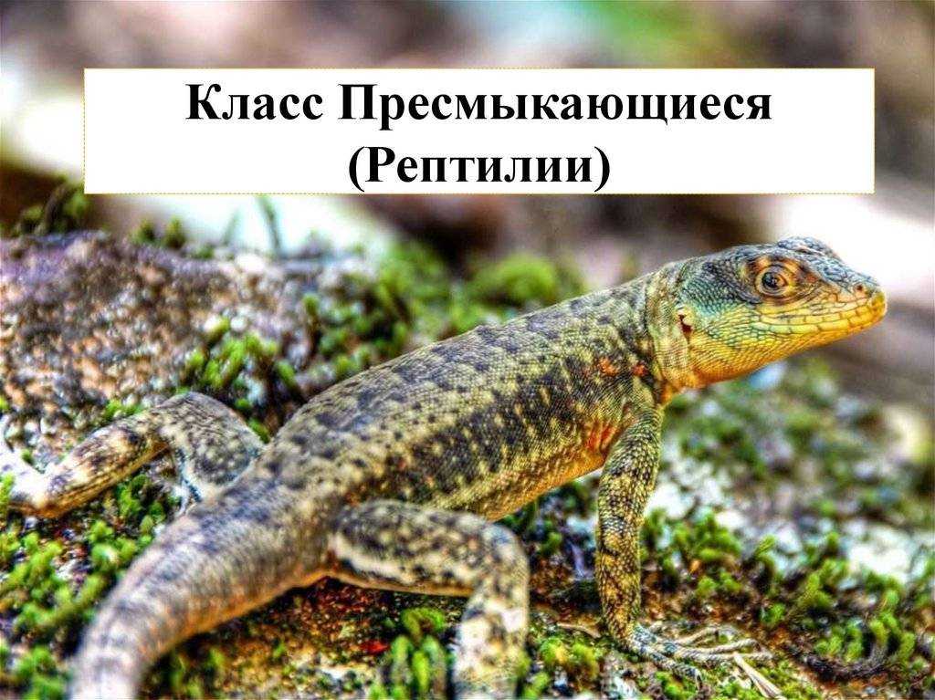 Лучистая змея. внешний вид рептилии