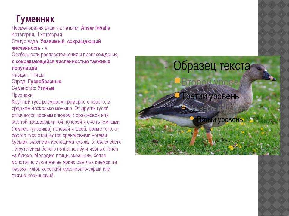 Гуменник - фото и описание гуся из красной книги, подвиды птицы, голос и видео