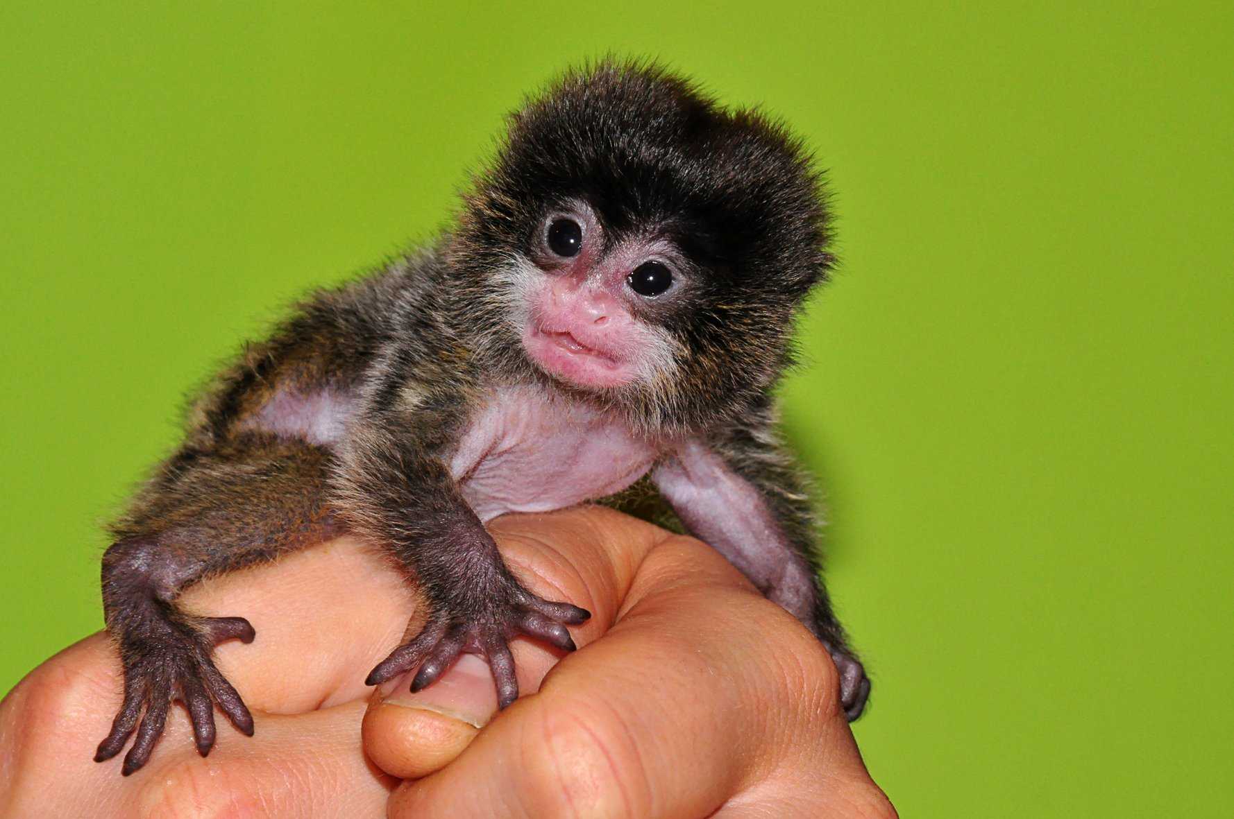 Самые маленькие обезьянки в мире: топ-10 крошечных приматов с фотографиями и названиями