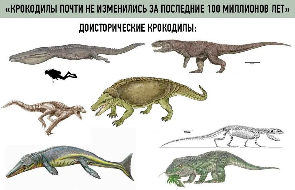 Доисторические животные, которые дожили до наших дней - русская семерка