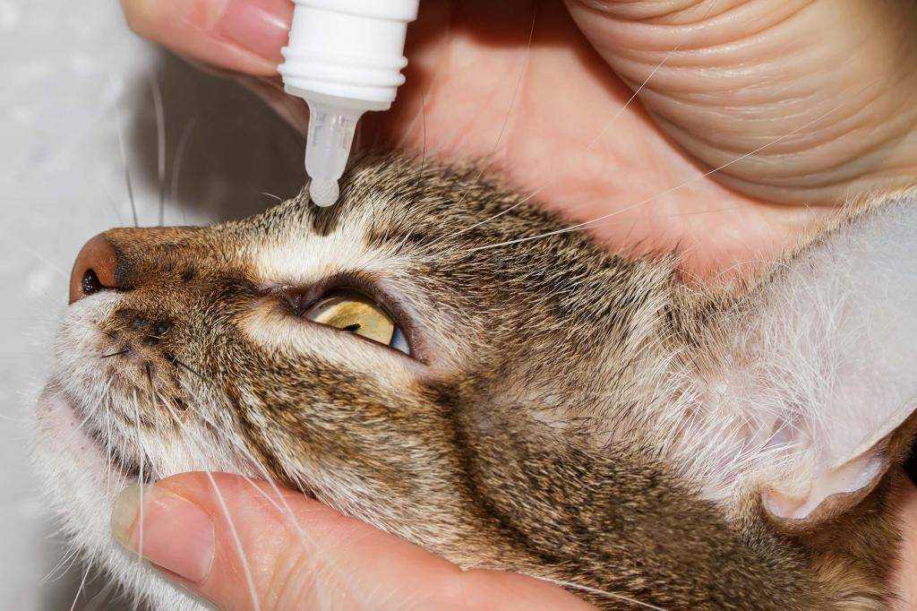 Развитие микоплазмоза у кошек