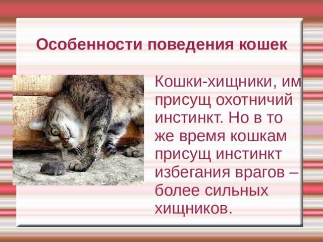 Как общаться и разговаривать с котом или кошкой
