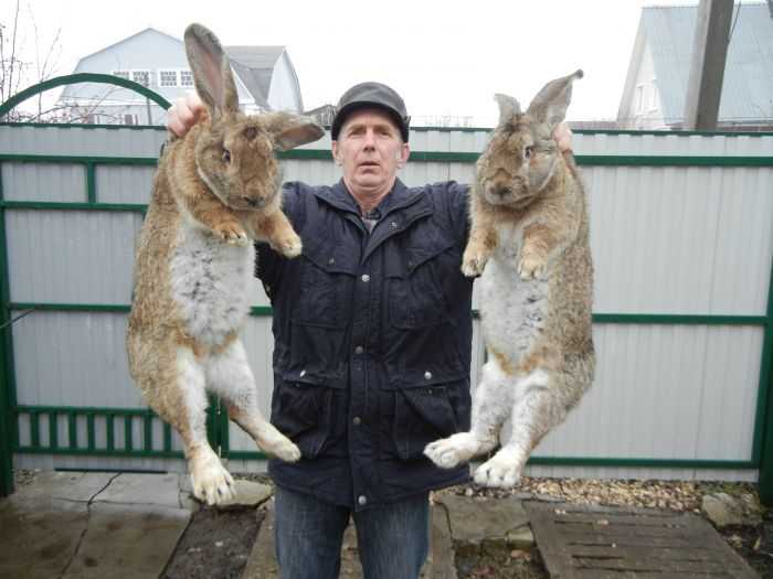 Кролики великаны - какую породу выбрать | фермер знает |
