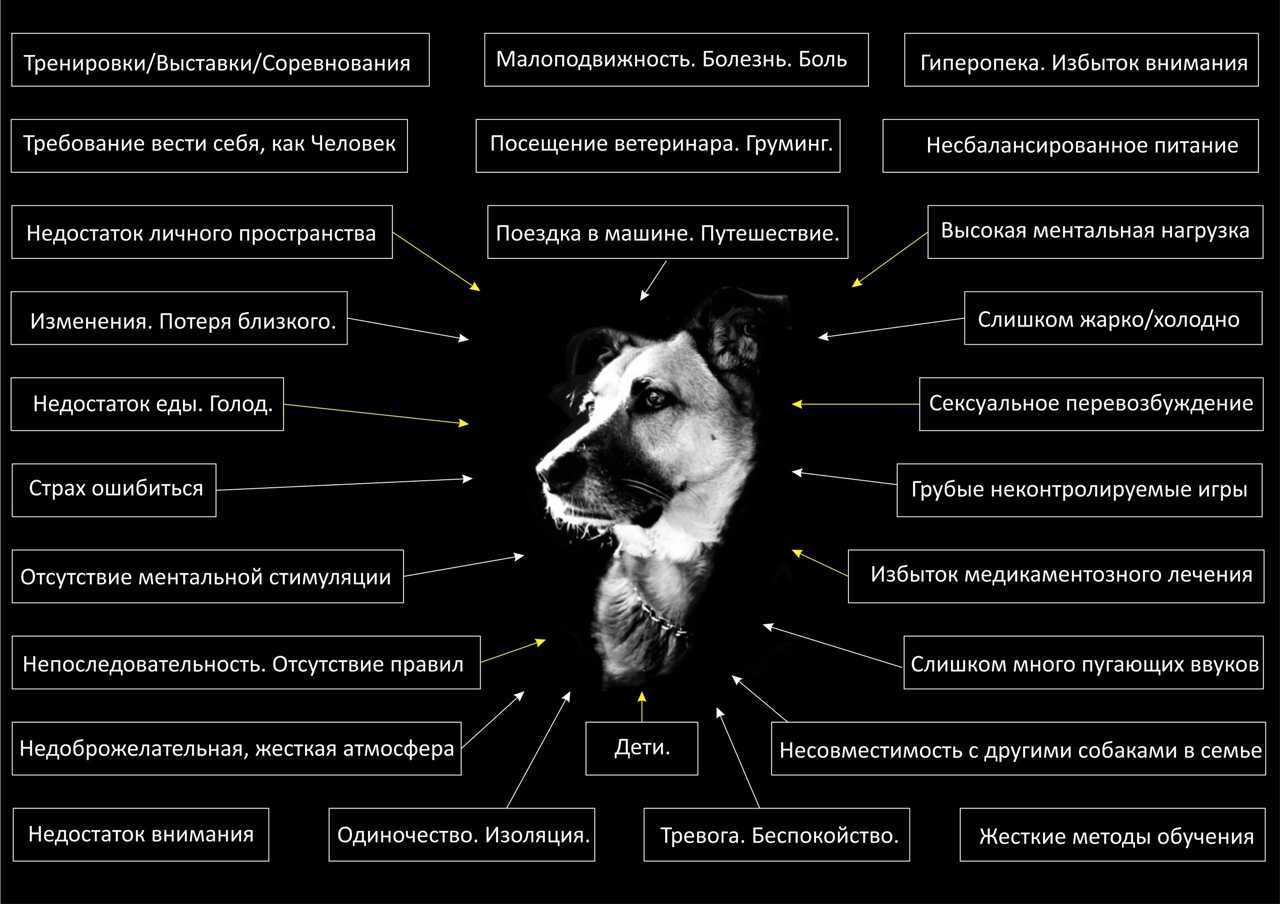 Депрессия у собак и кошек: причины и способы преодоления