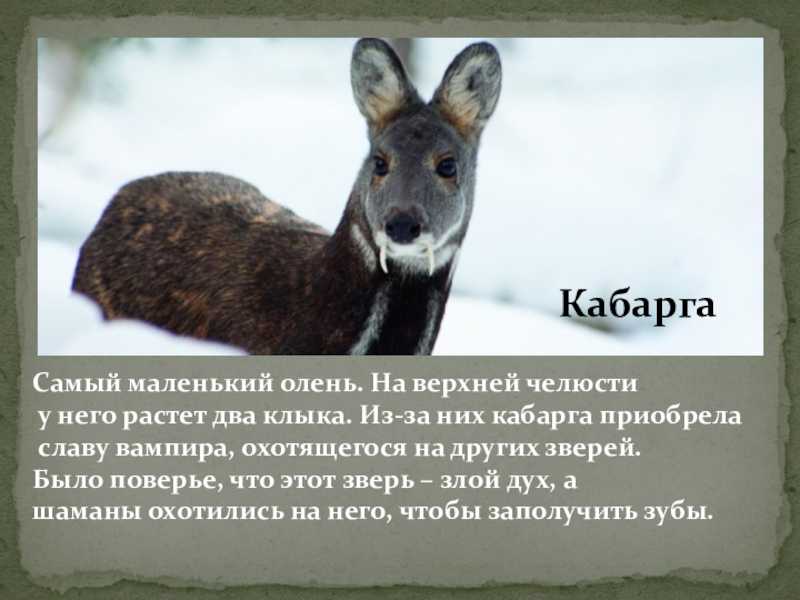 Кабарга  фото, описание, ареал, питание, враги 
     > интересные факты о животных, птицах, растениях