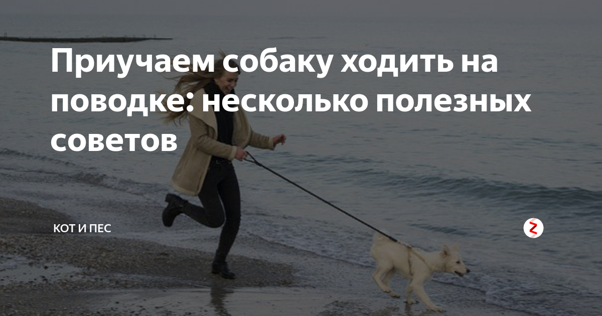 Как приучить собаку к поводку