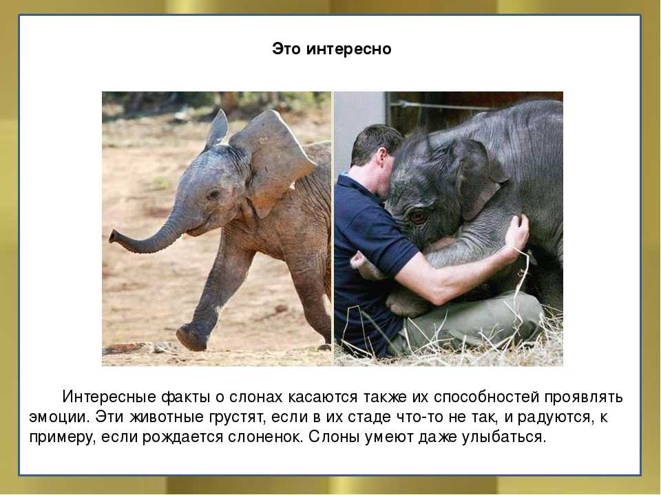 Африканский слон – факты и не только | fissi