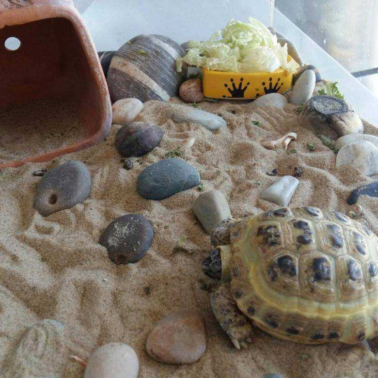 Как ухаживать за черепахой в домашних условиях
как ухаживать за черепахой в домашних условиях