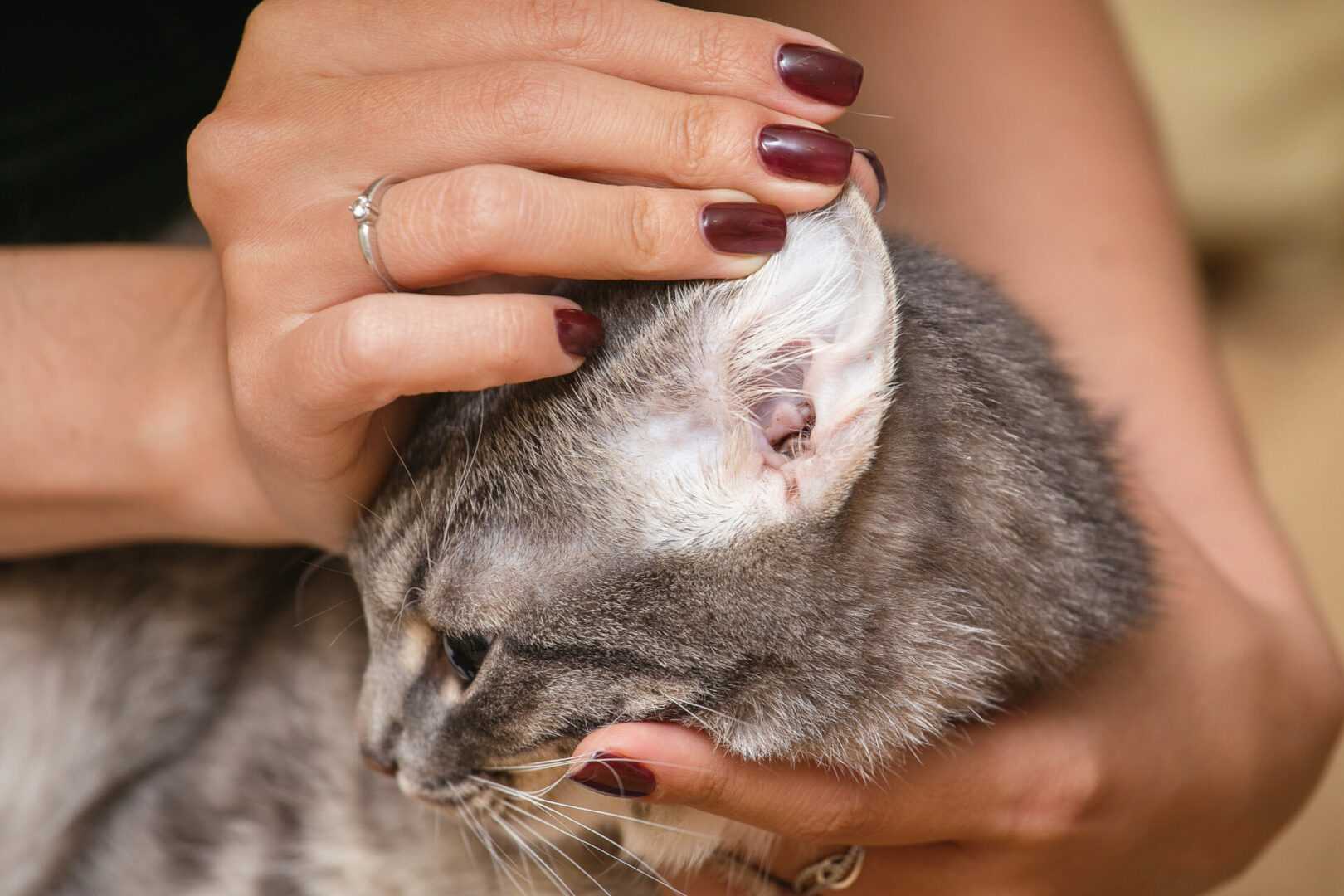 Болезни ушей у кошек: все симптомы и лечение отита, ушного клеща, экземы и других заболеваний