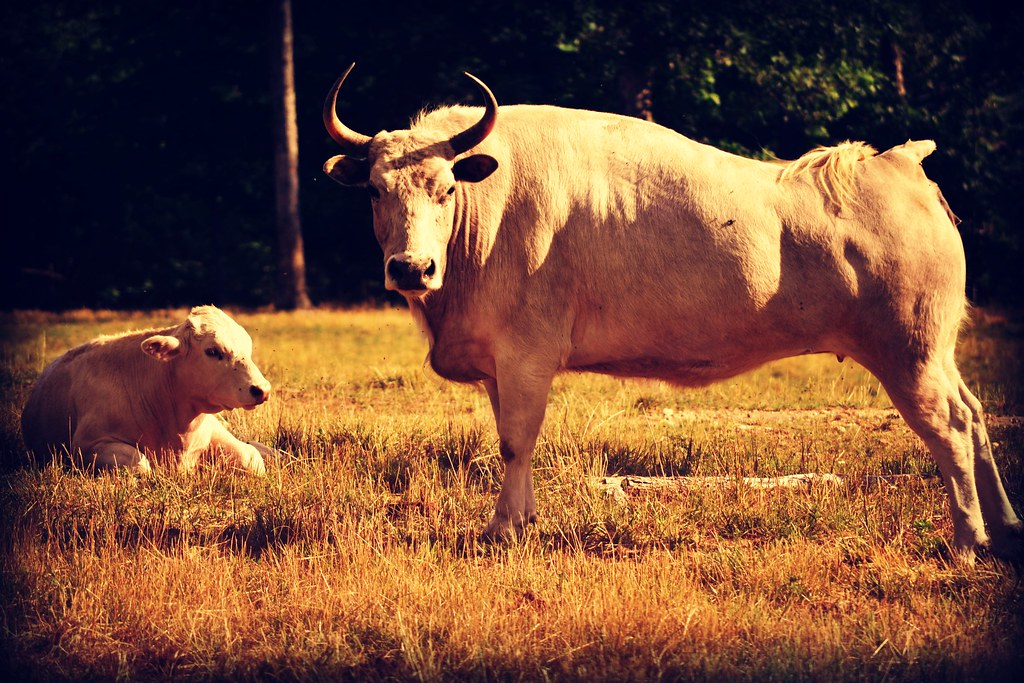 Гибрид коровы и бизона