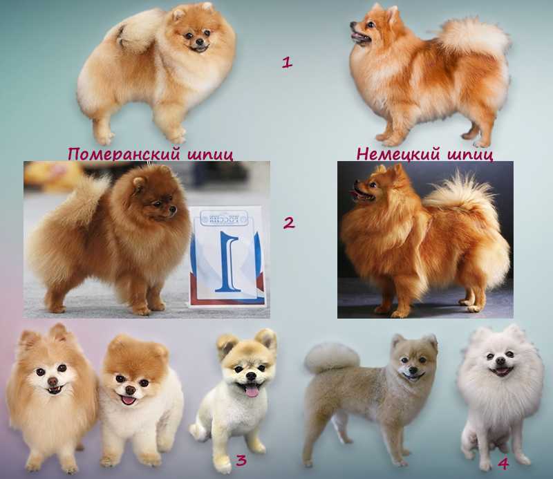 Королевский пудель