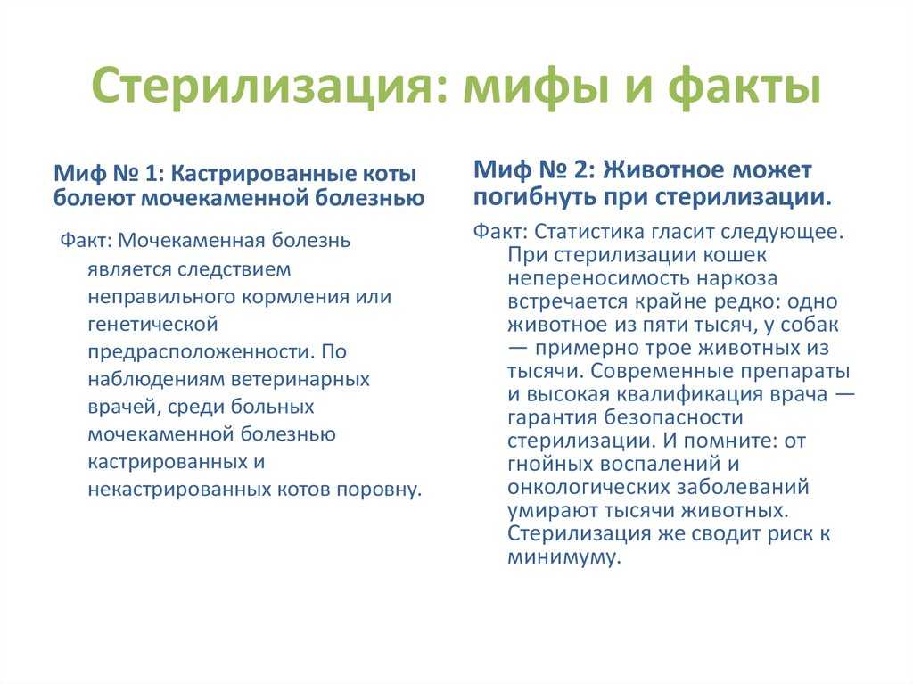 Стерилизация: мифы и реальность - домашние животные