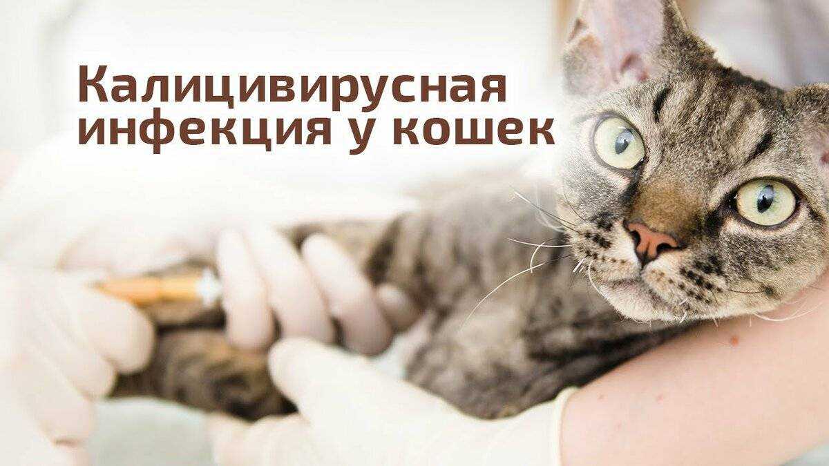 Кальцивироз у кошек