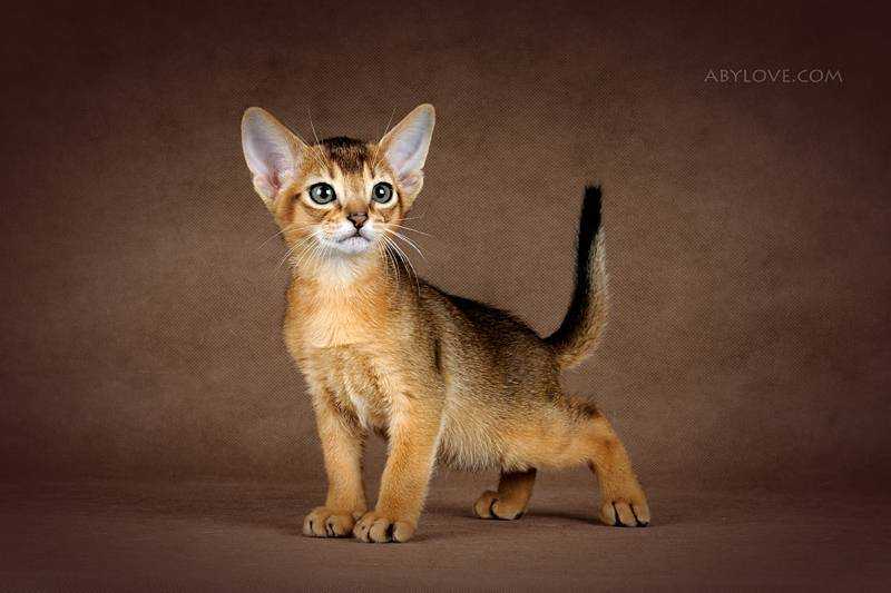 Абиссинская кошка