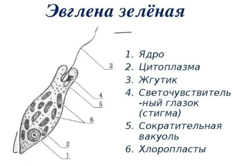 Движение зеленой эвглены видео: практическая работа «евглена зеленая» — море позитива