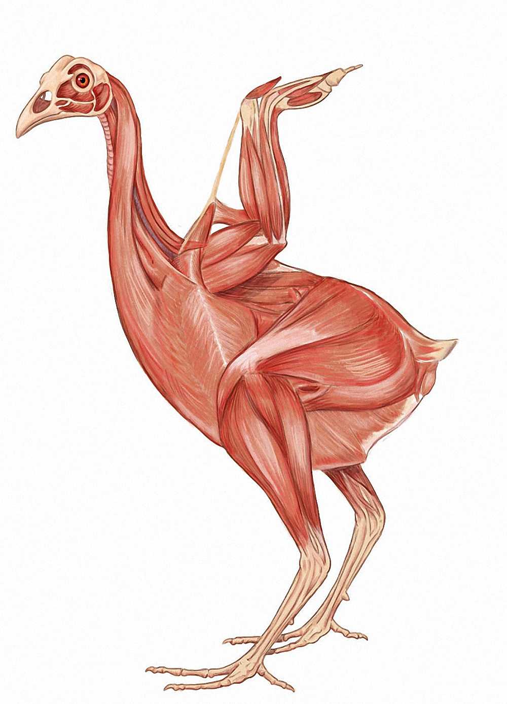 Класс птицы (aves)